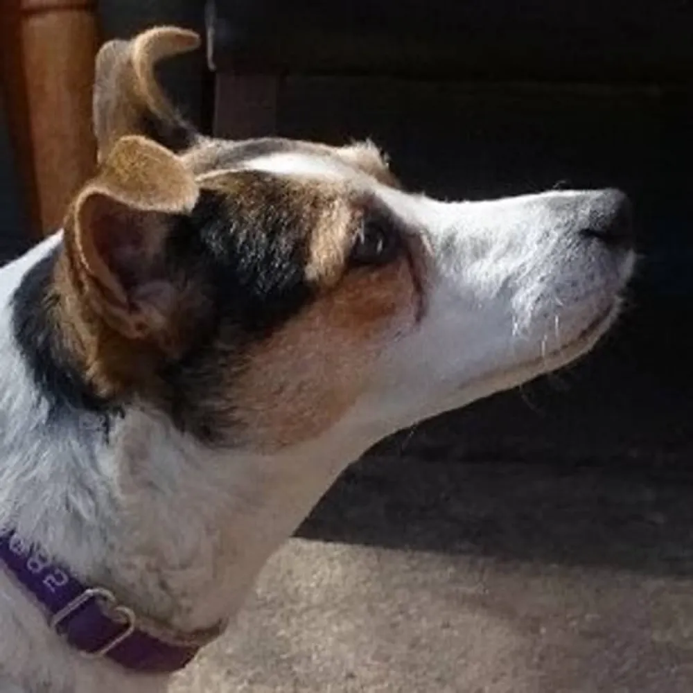 dabasshertz.bsky.social's profile picture