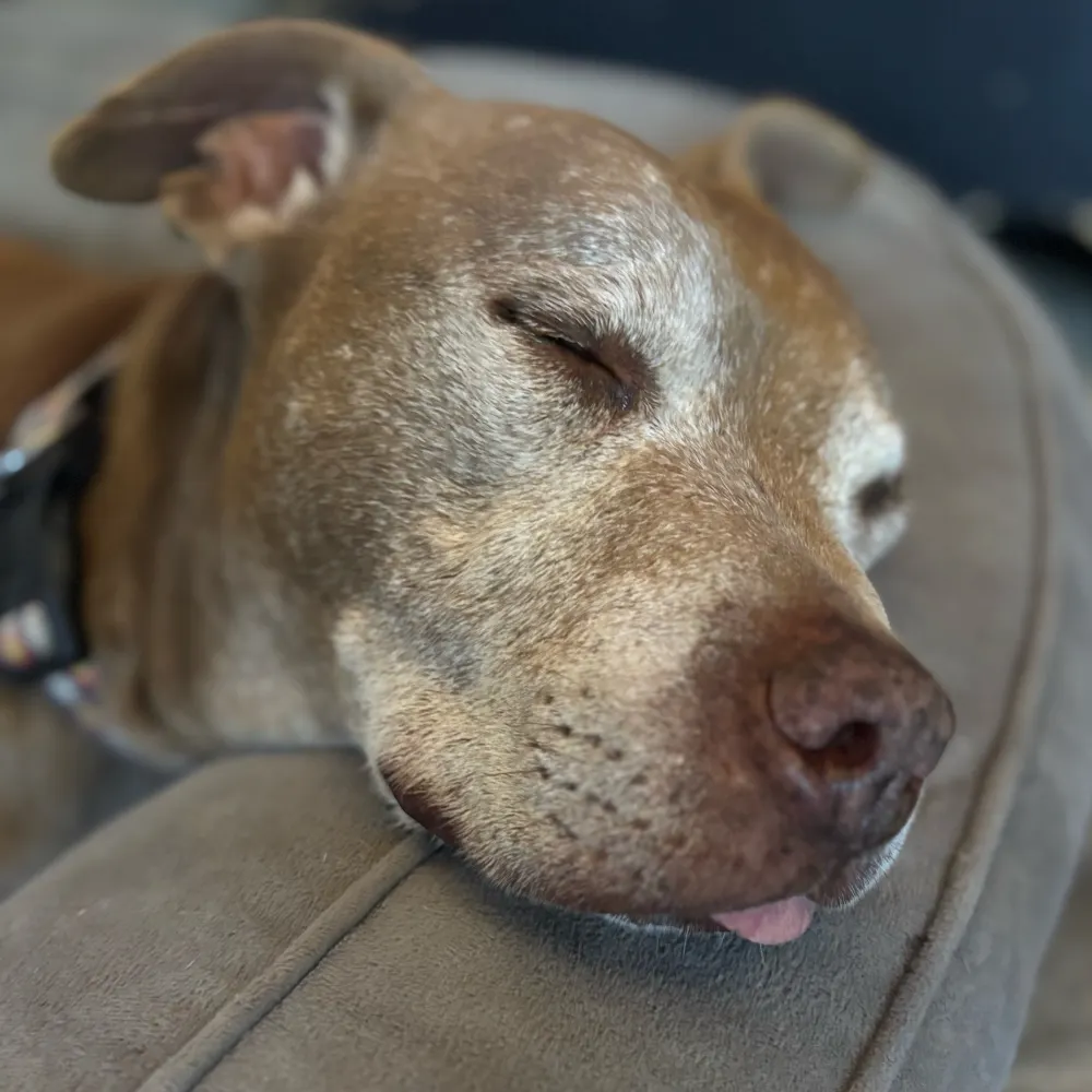 rvroomie.bsky.social's profile picture