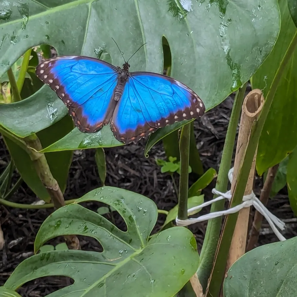 paperlotus.bsky.social's profile picture