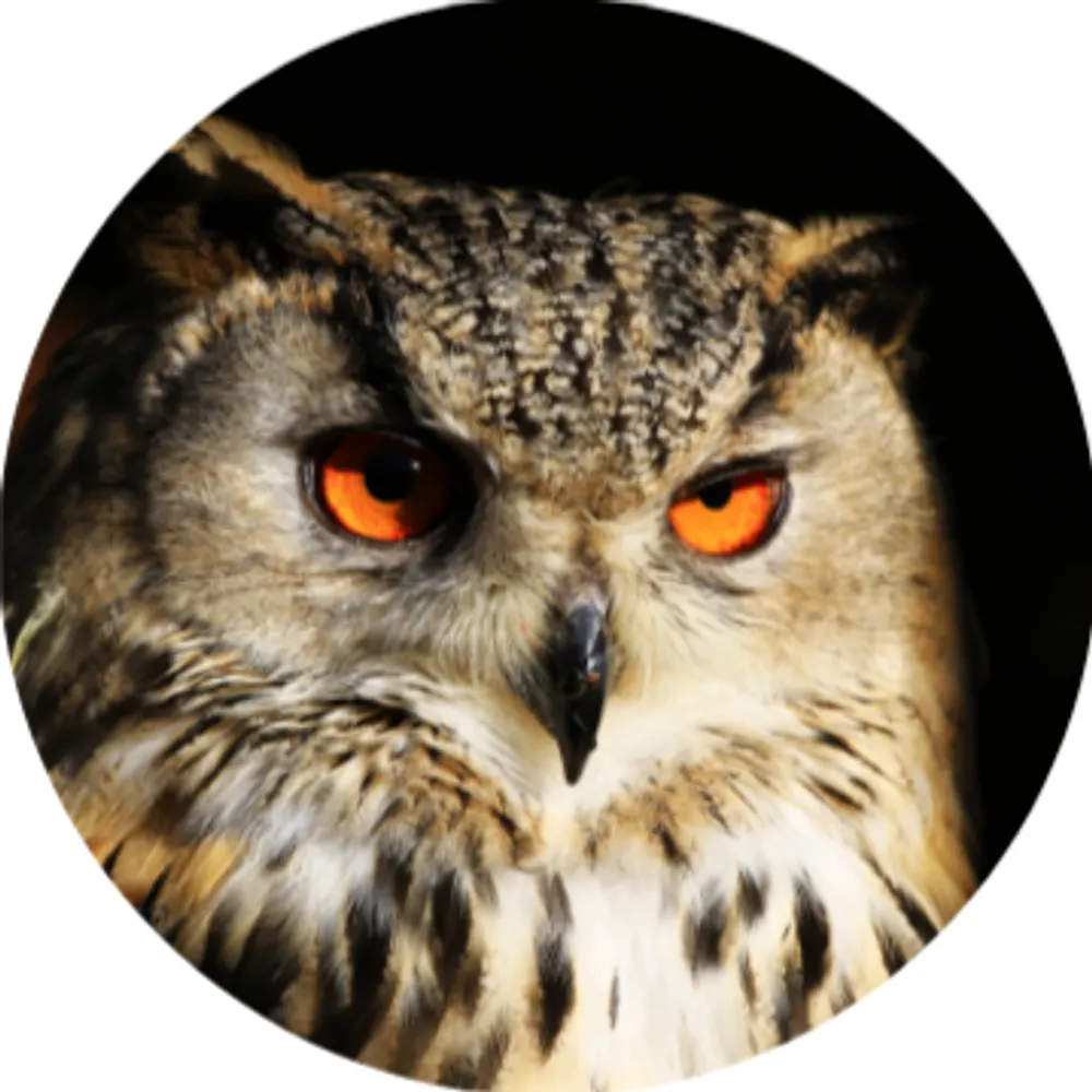 owldaily.bsky.social's profile picture