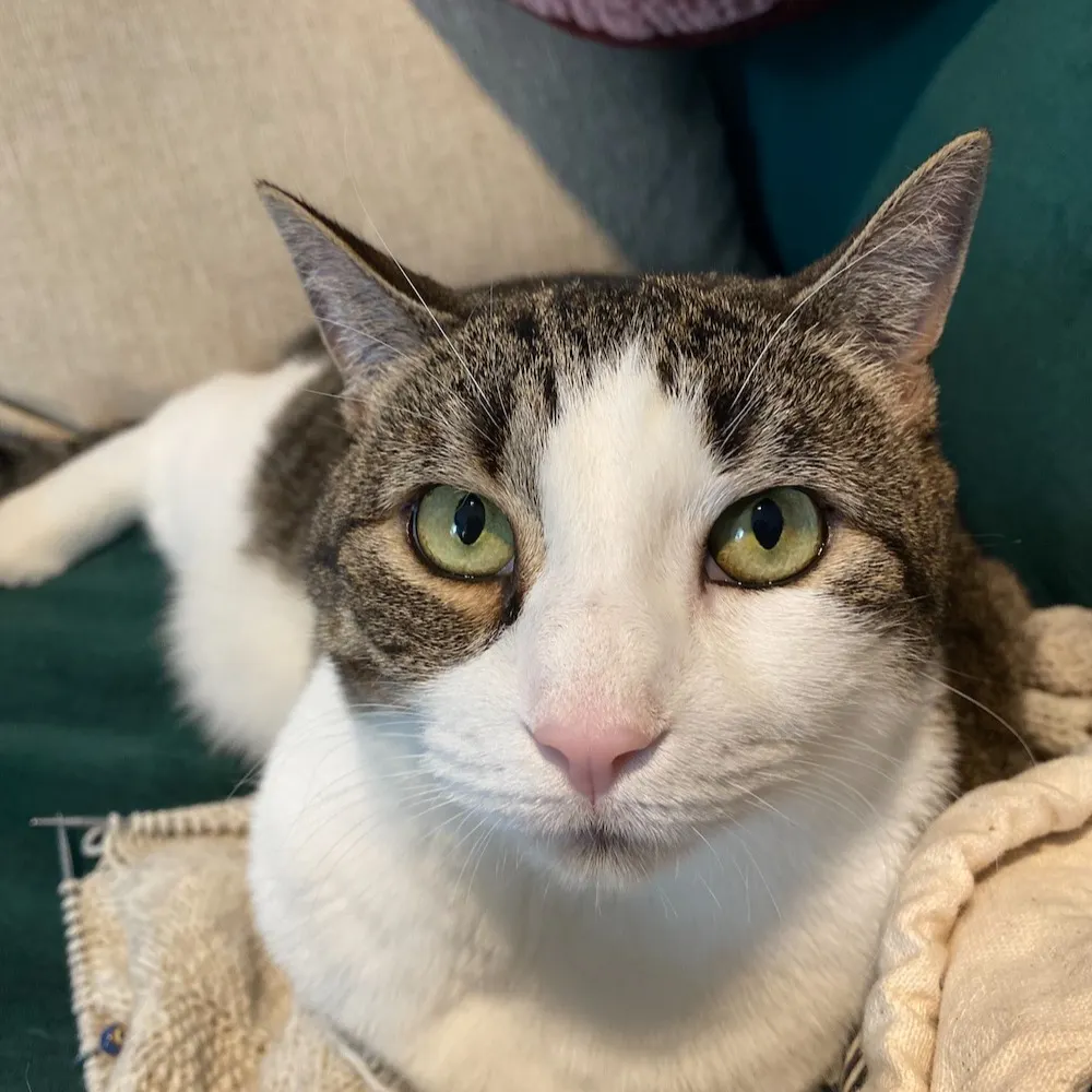 micaelab.bsky.social's profile picture