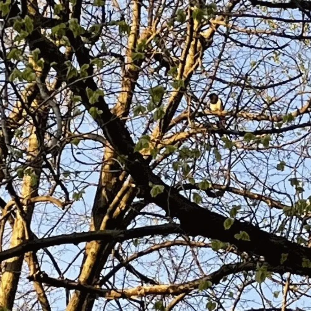 casstone.bsky.social's profile picture