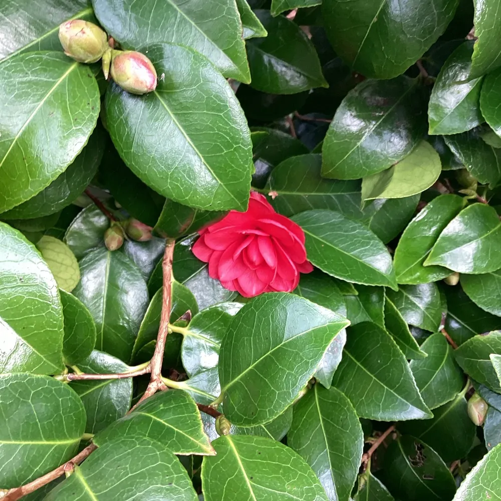 dreamingcrone.bsky.social's profile picture