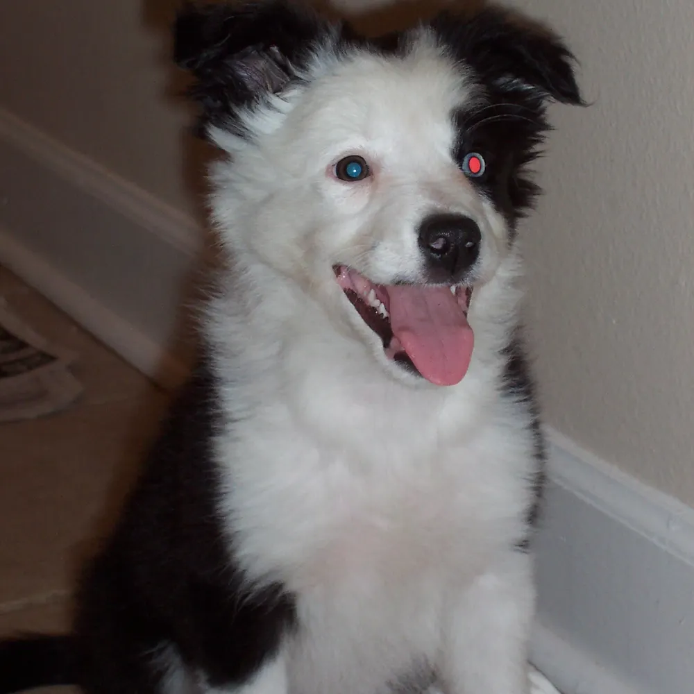 certd.bsky.social's profile picture