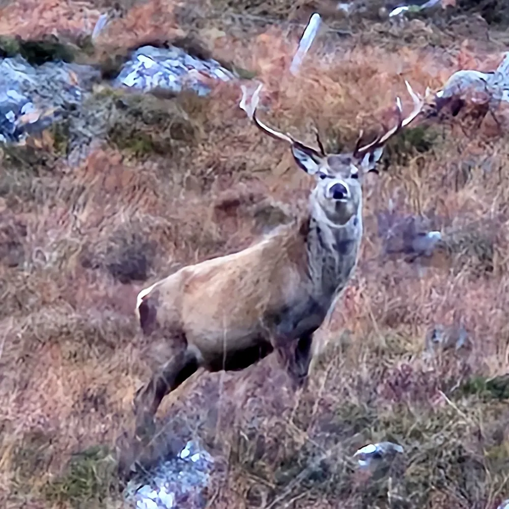 rossco6429.bsky.social's profile picture