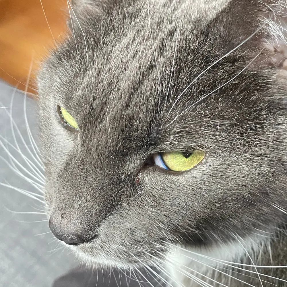 fartcannonofficial.bsky.social's profile picture