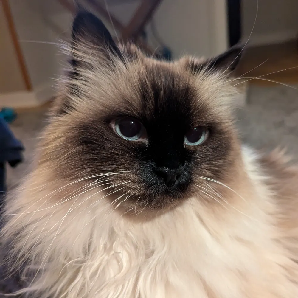 gmdvancouver.bsky.social's profile picture