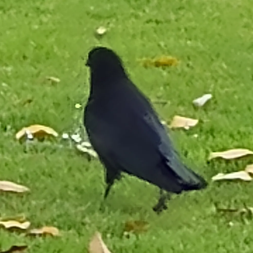 rhpeel.bsky.social's profile picture