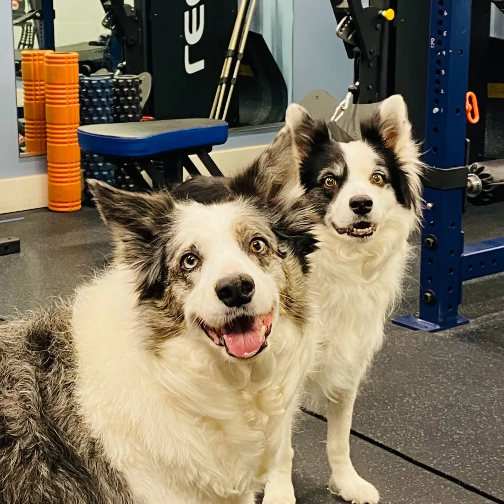 twobordercollies.bsky.social's profile picture