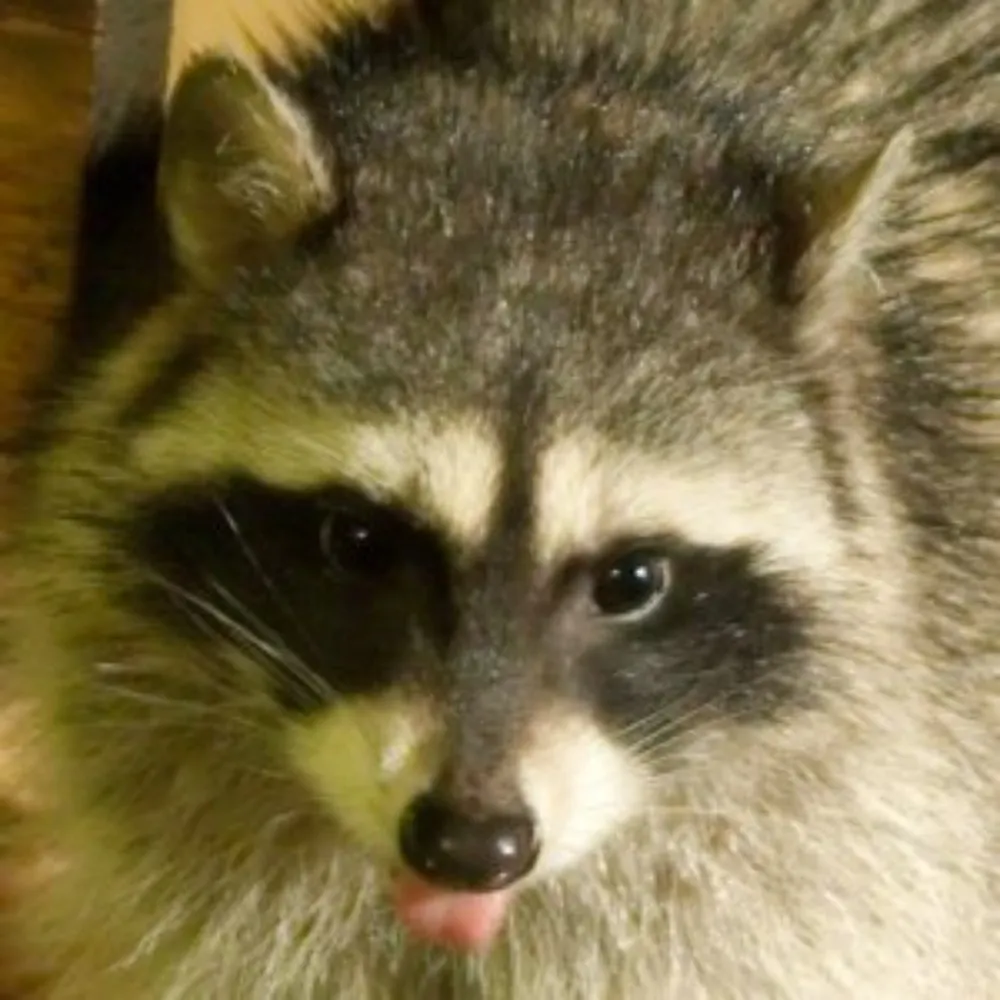 ryuraccoon.bsky.social's profile picture