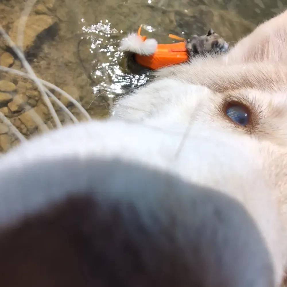 awildbowtie.bsky.social's profile picture