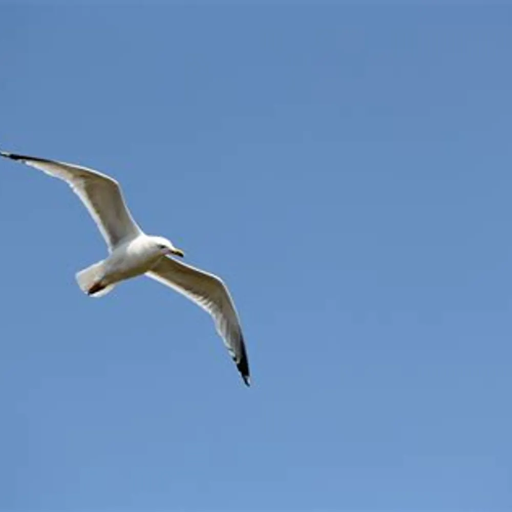 seattleblue.bsky.social's profile picture