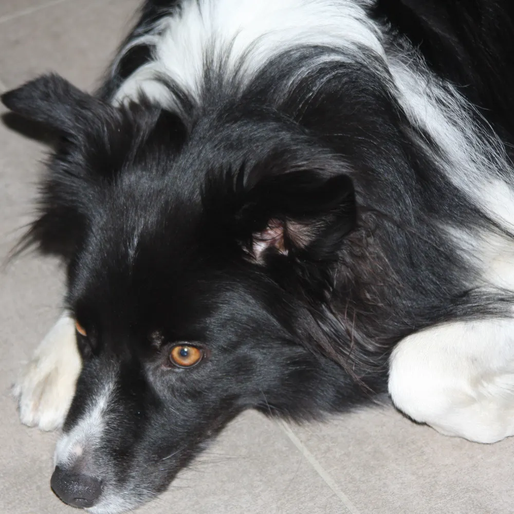 gjaspers.bsky.social's profile picture