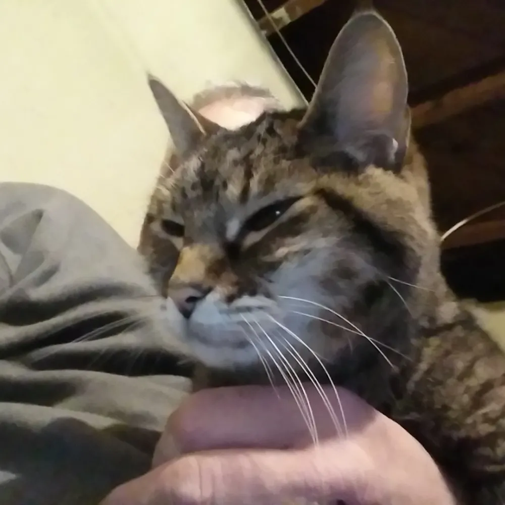 tamalthor.bsky.social's profile picture