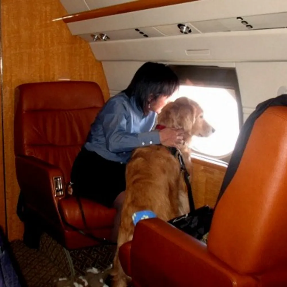 whendogsfly.bsky.social's profile picture