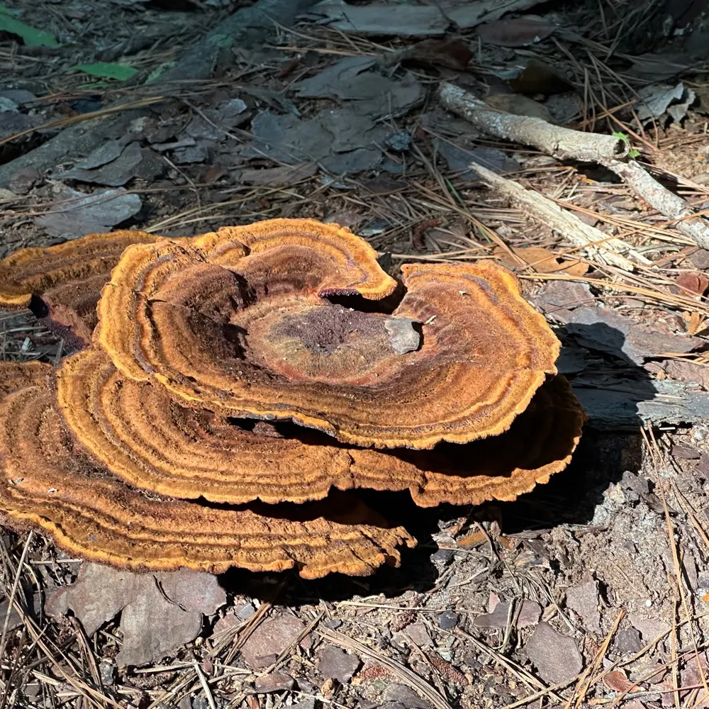 willa.xyz's profile picture