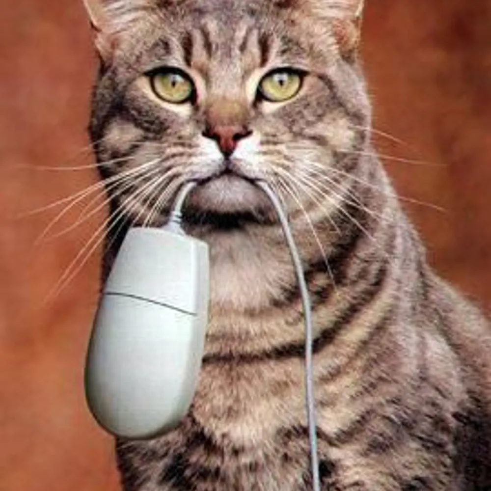 cdboydston03.bsky.social's profile picture