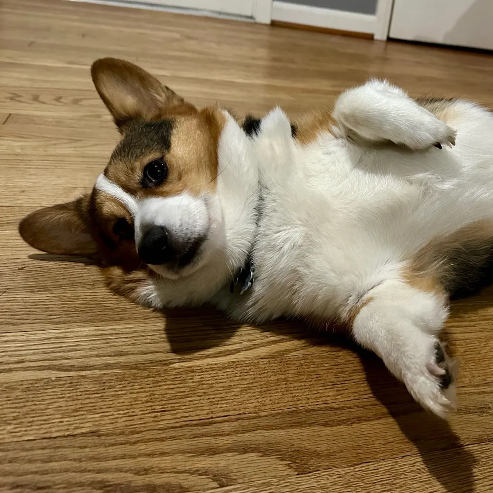 finndingo.bsky.social's profile picture