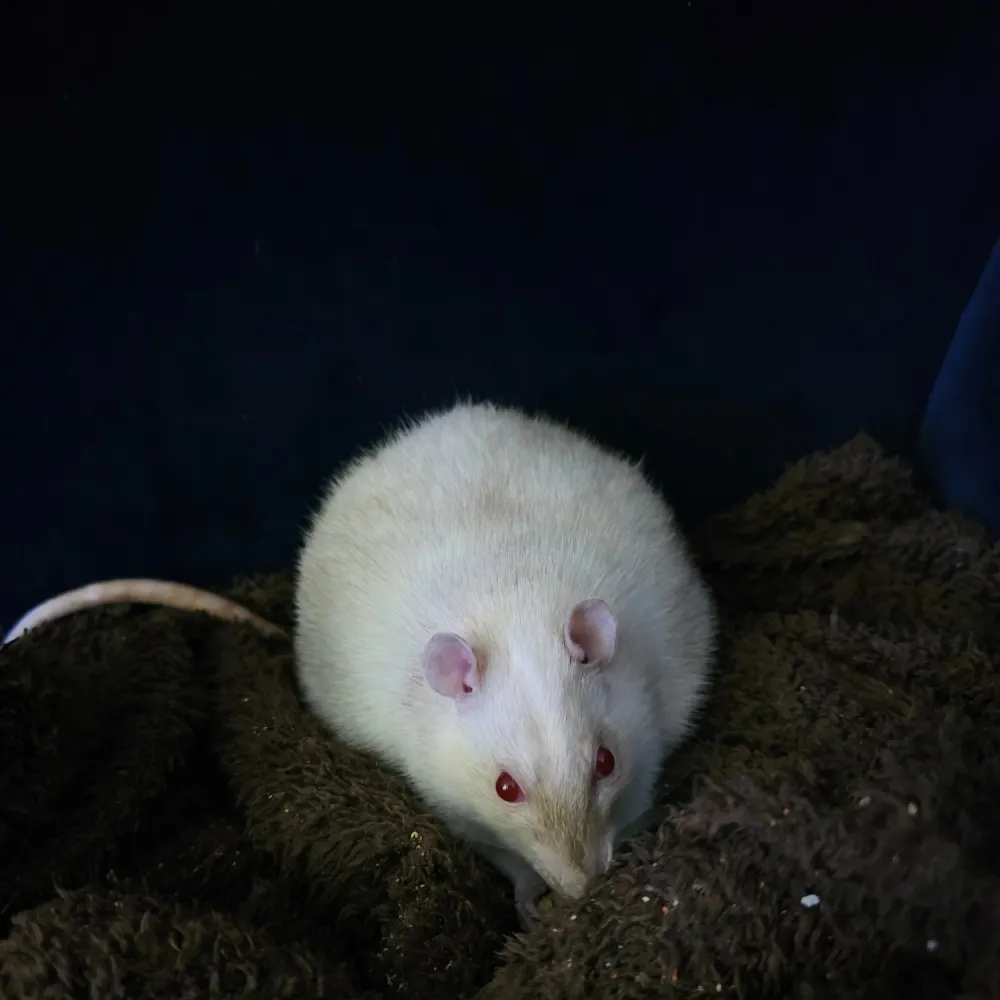 nycbunnymadison.bsky.social's profile picture