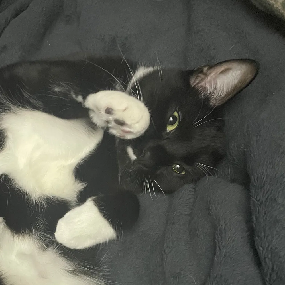 stevorenoelcamino.bsky.social's profile picture