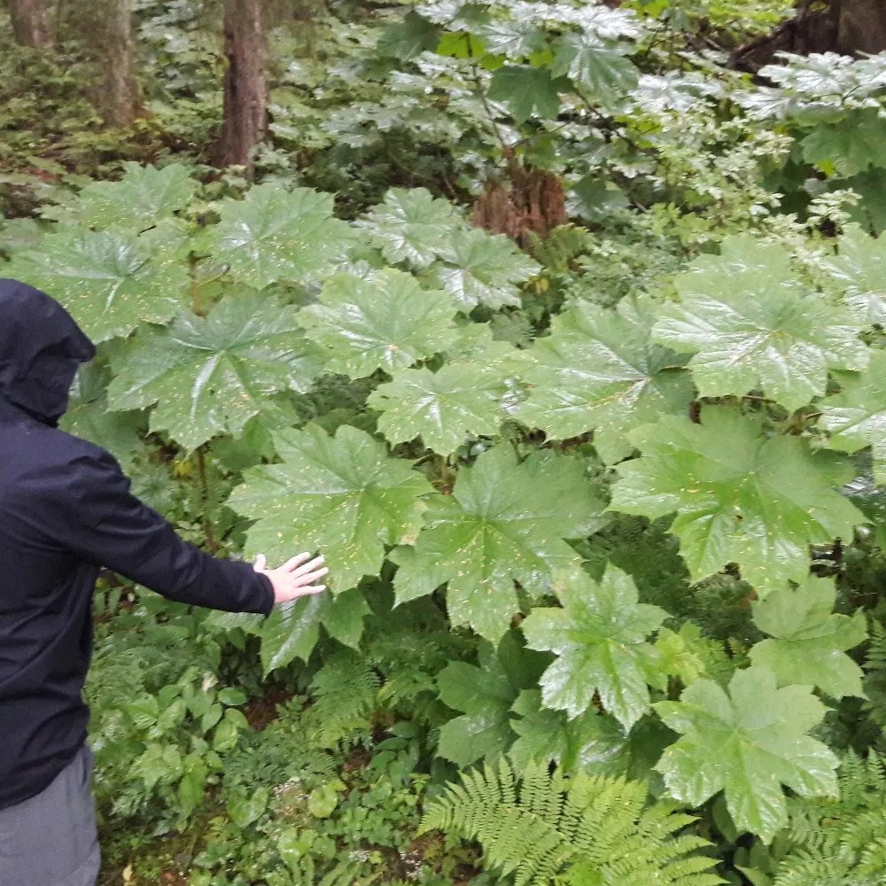 devilclub.bsky.social's profile picture