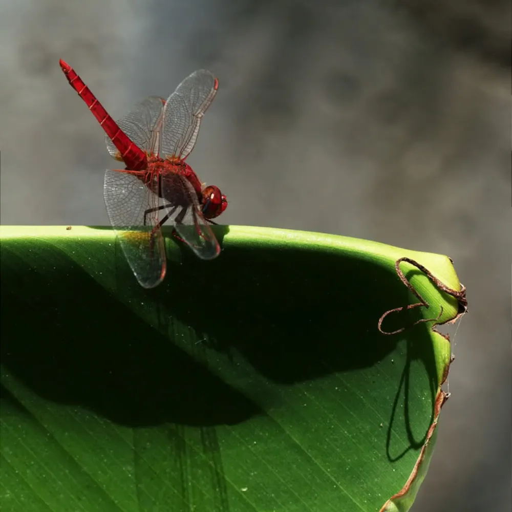 johannlau.bsky.social's profile picture