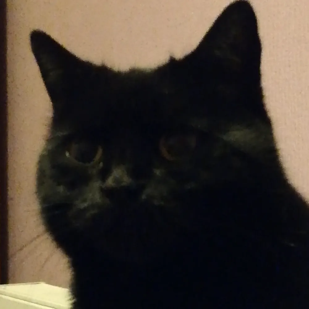 thick-nogging.bsky.social's profile picture