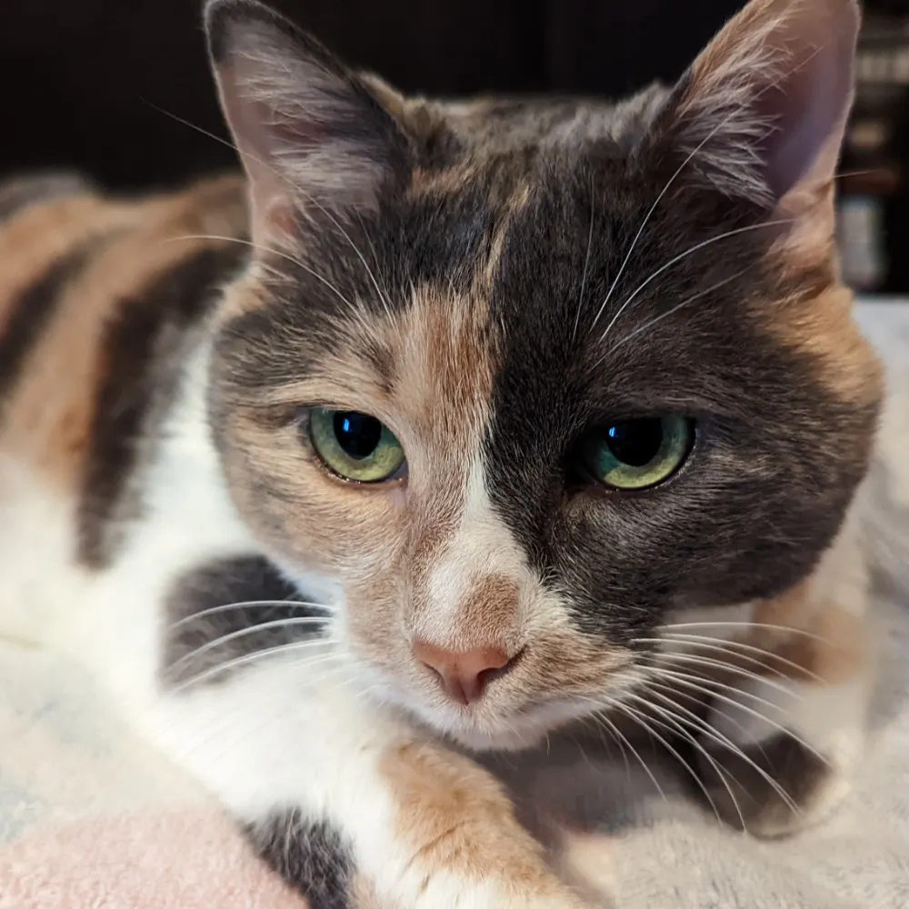 starbucksgirl51.bsky.social's profile picture