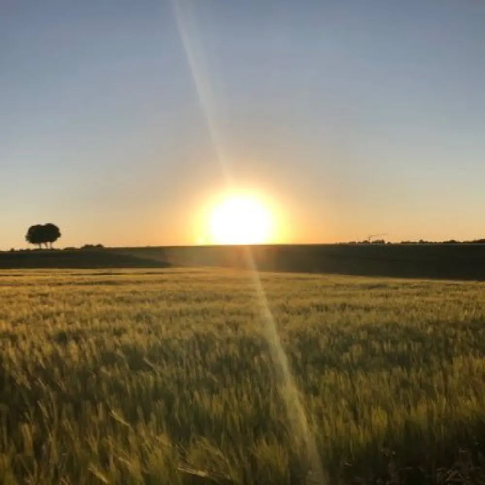 tendar.bsky.social's profile picture