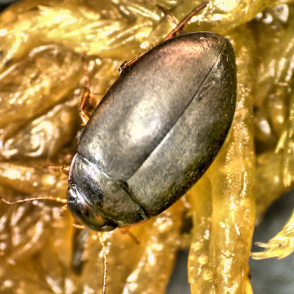 palustris.bsky.social's profile picture