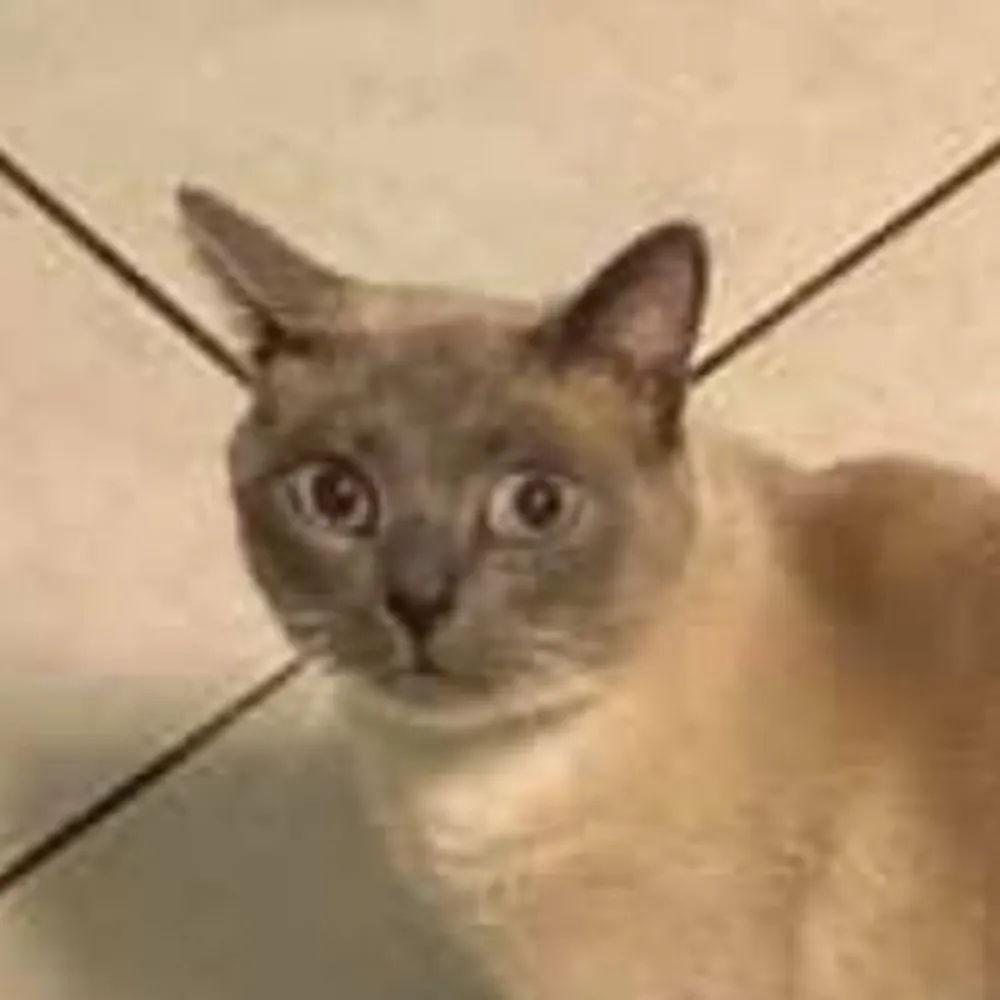 alwaysadorecats.bsky.social's profile picture