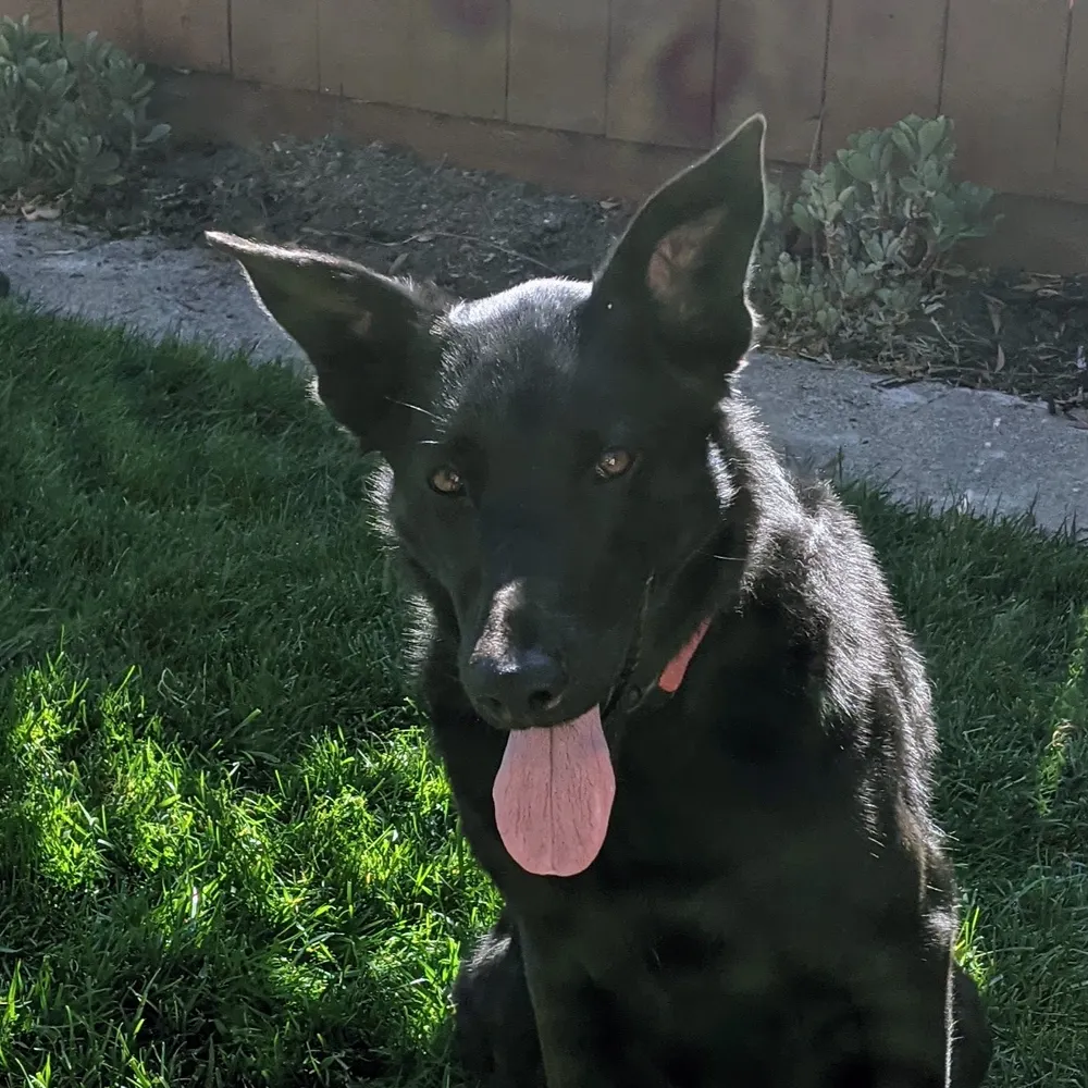 chriroch.bsky.social's profile picture