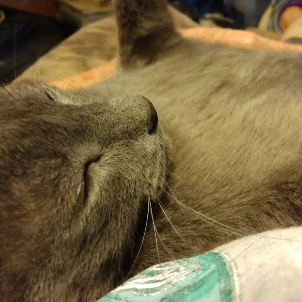 memeburk.bsky.social's profile picture