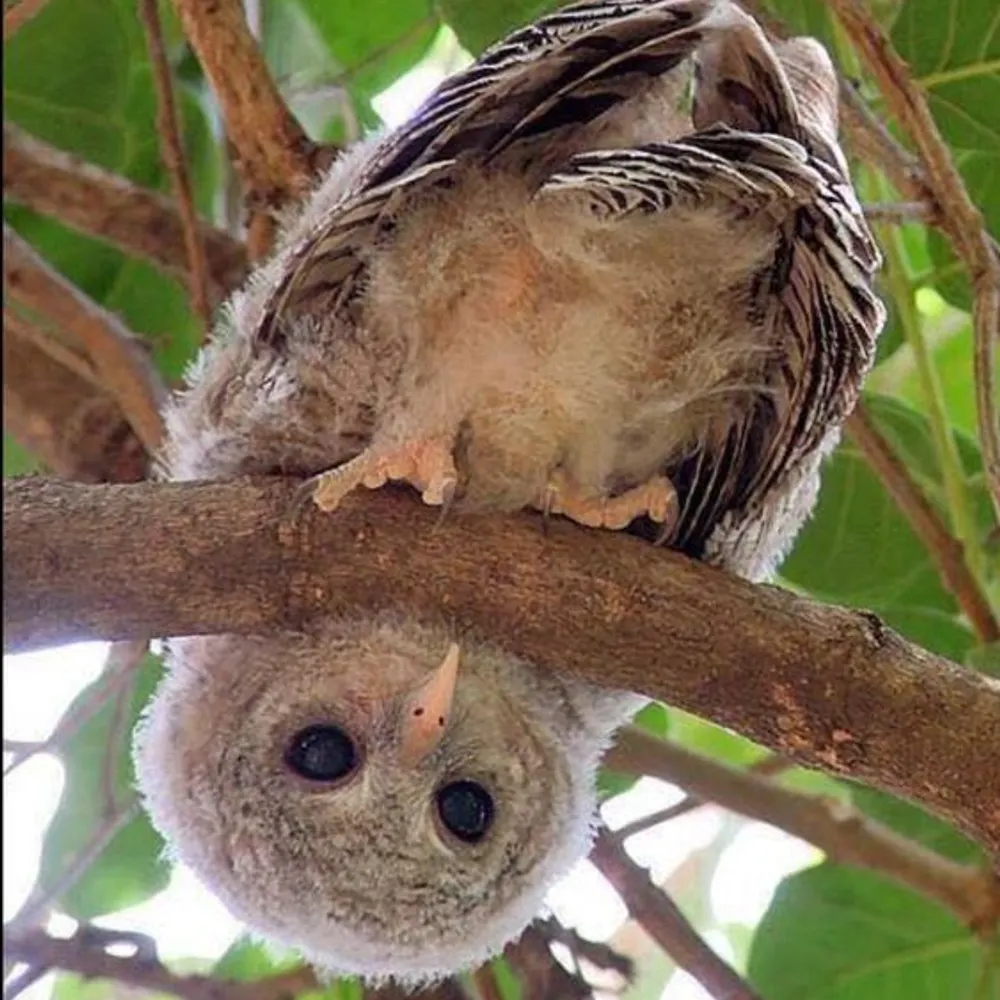 oldfolkswhisper.bsky.social's profile picture