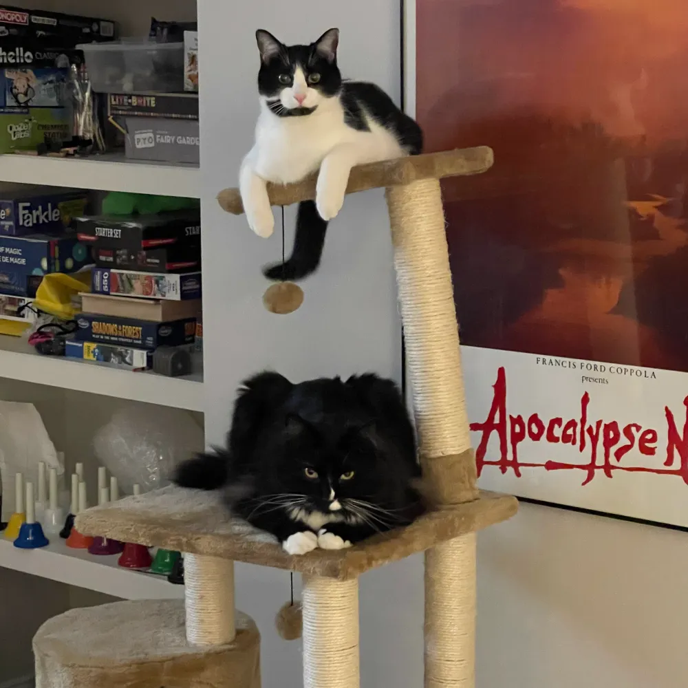 pettingthecats.bsky.social's profile picture