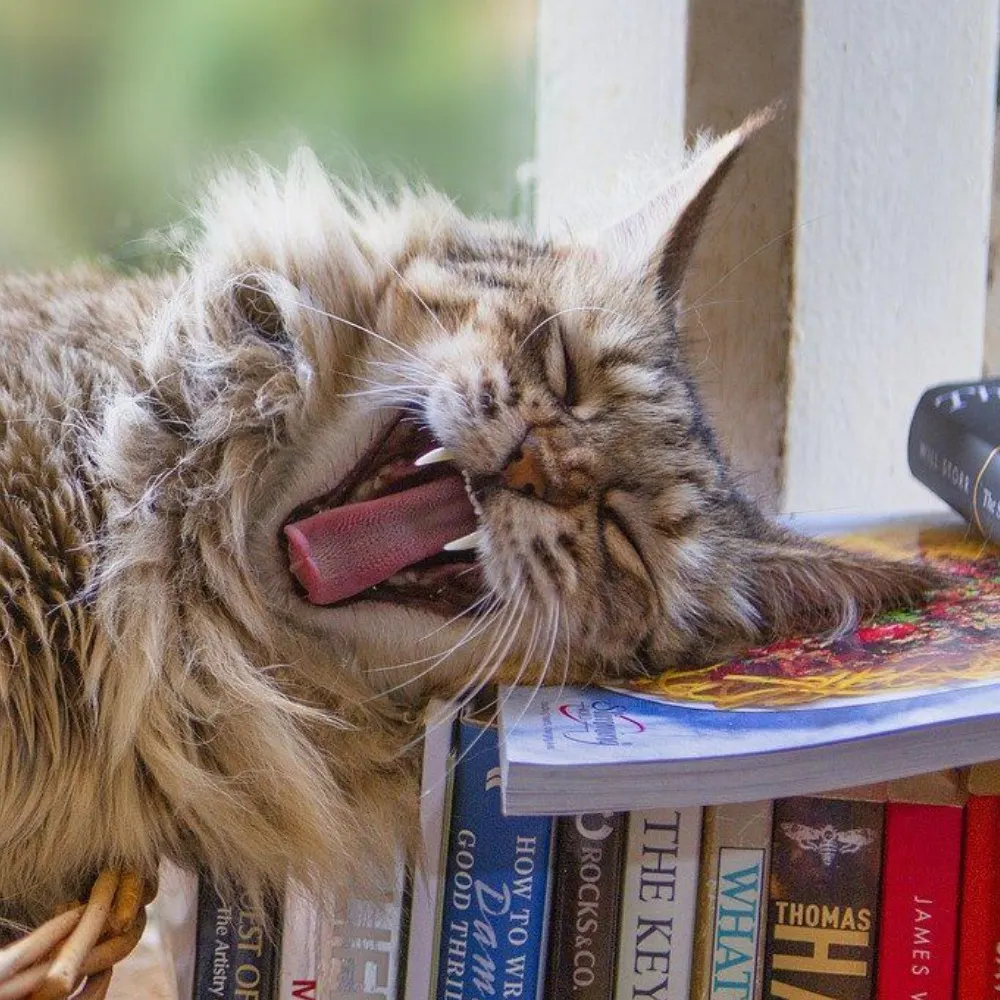 torin8.bsky.social's profile picture