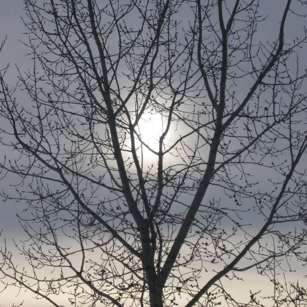 shylarolfer.bsky.social's profile picture