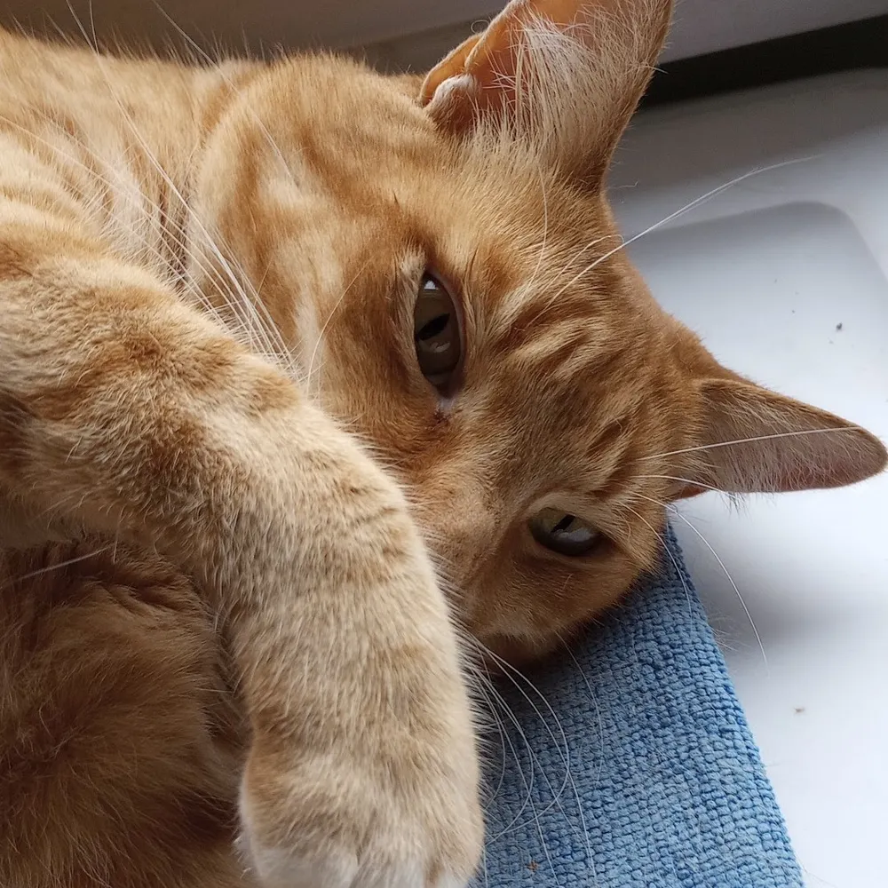 firingorder1432.bsky.social's profile picture