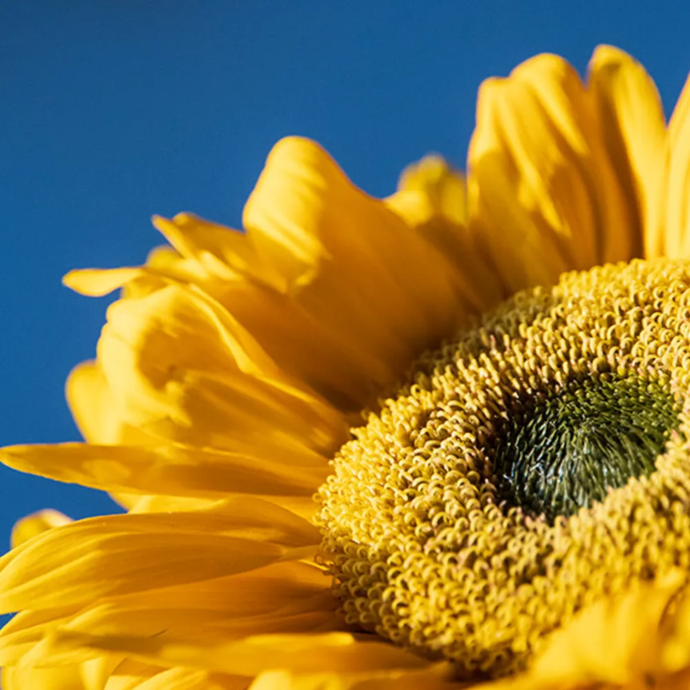 snarkinfested.bsky.social's profile picture