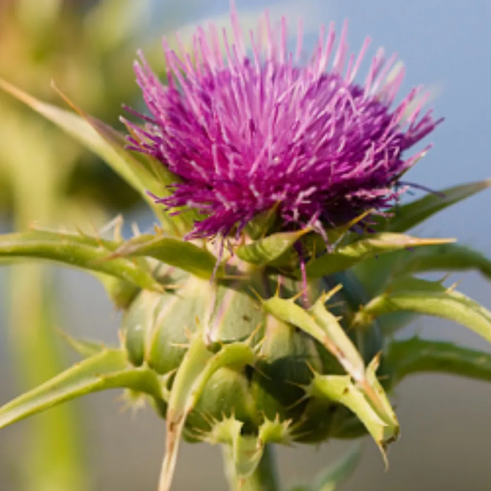 jakkb77.bsky.social's profile picture