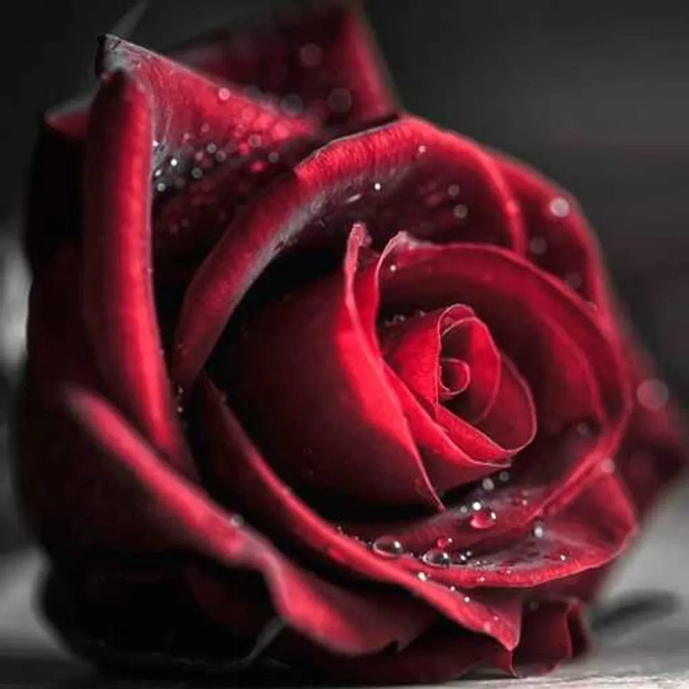 thirteenblackcats.bsky.social's profile picture