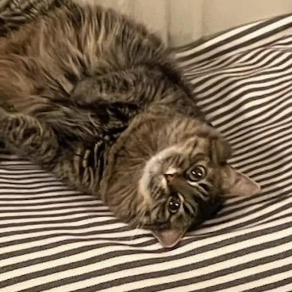 brendaniscool.bsky.social's profile picture