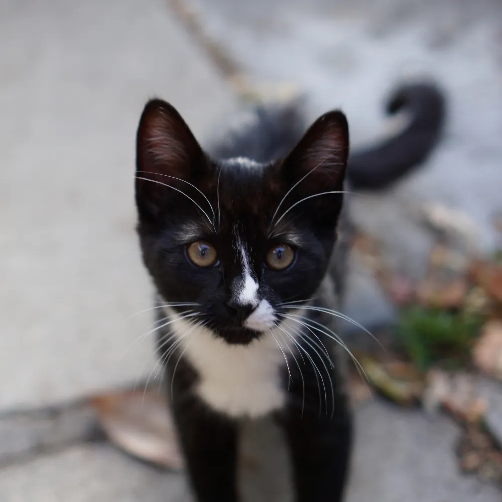 mithinco.bsky.social's profile picture