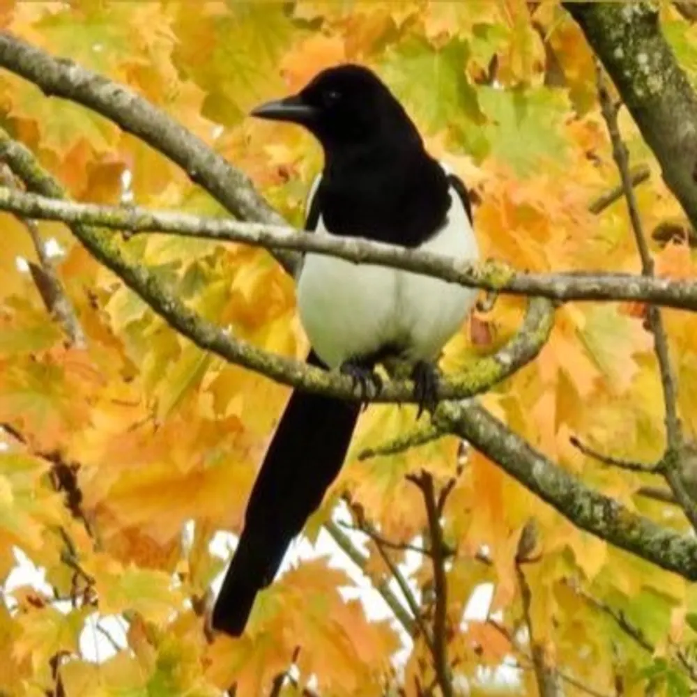 avishg.bsky.social's profile picture