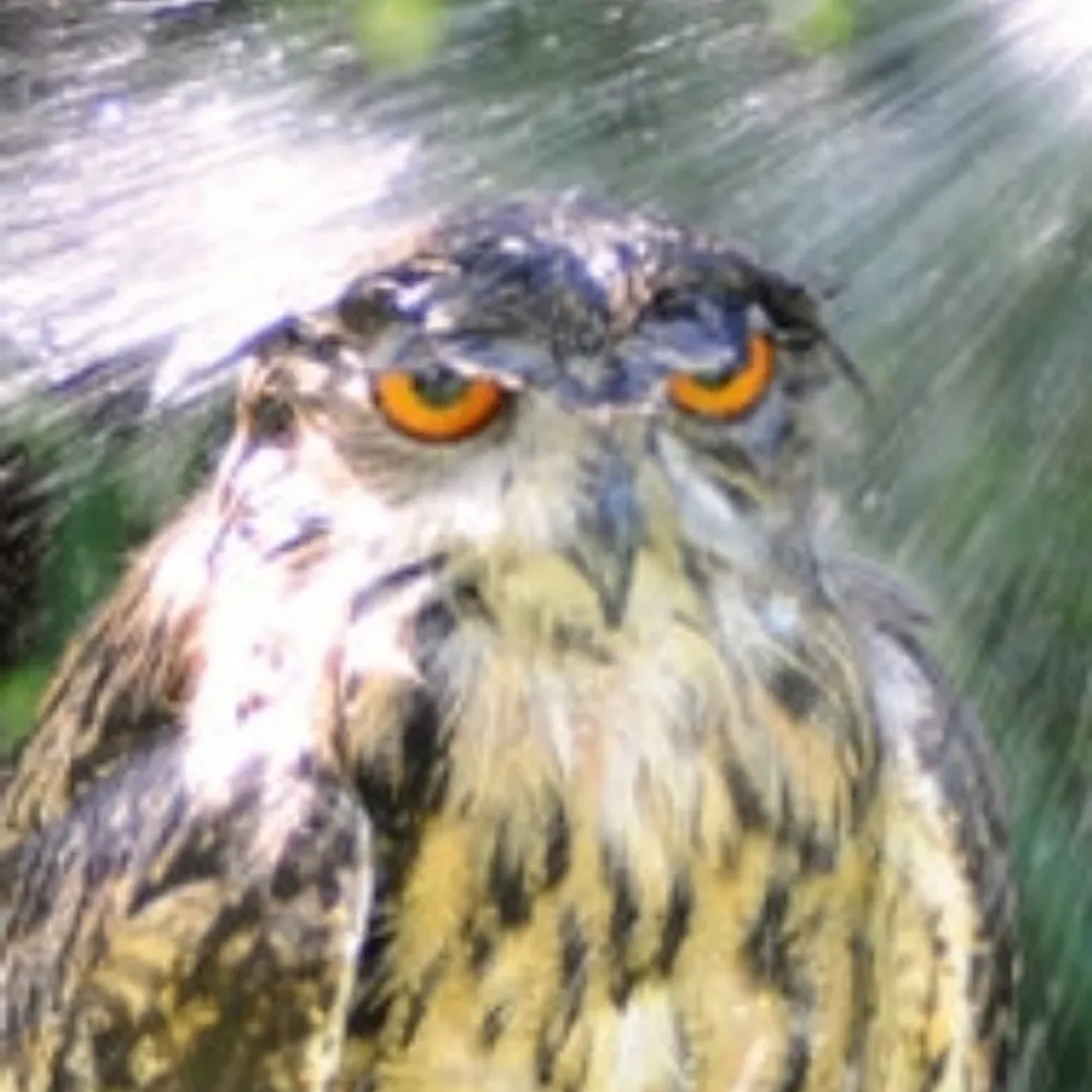 ducksnake.bsky.social's profile picture