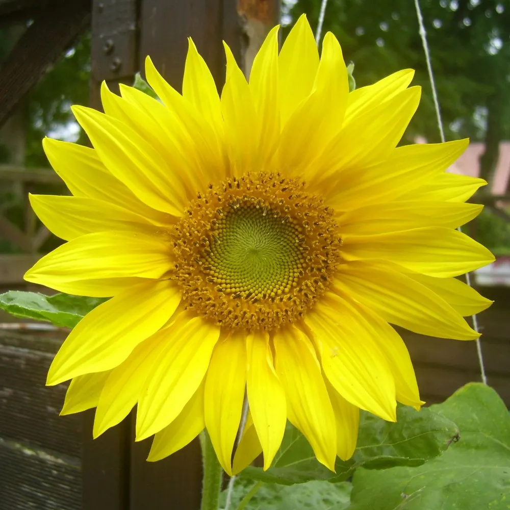 miezikatze.eurosky.social's profile picture