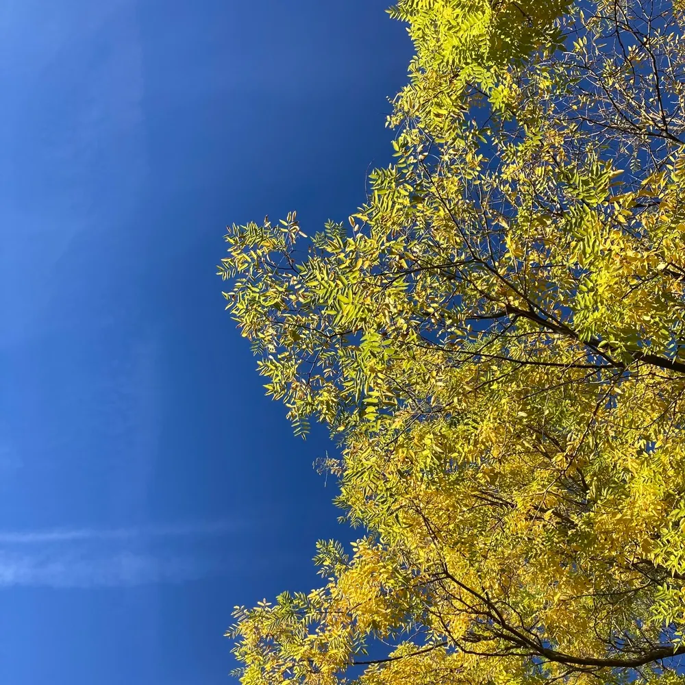 agtomcat.bsky.social's profile picture