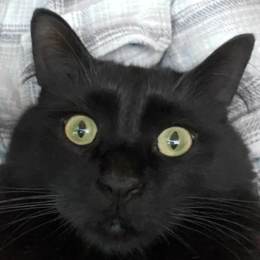 infinitefinite.bsky.social's profile picture