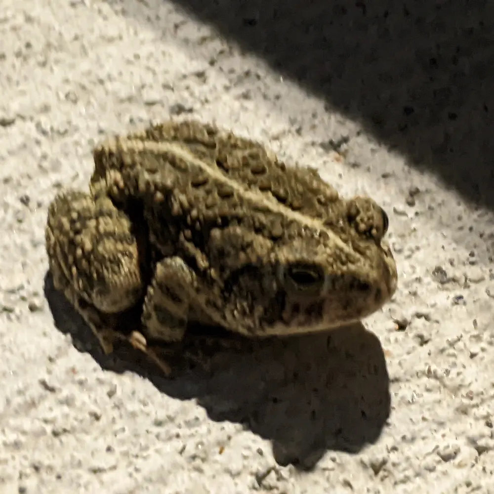 ililiililli.bsky.social's profile picture