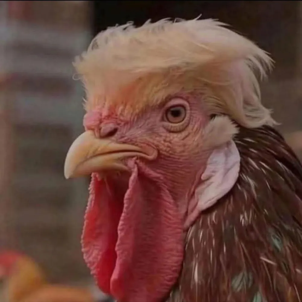 brywool.bsky.social's profile picture